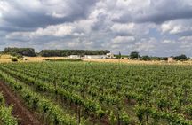 Authentic Marsala Wine Tasting Experience in a Historic Winery