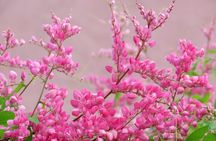 4 hour Individual Island Tour for 1 to 12 persons