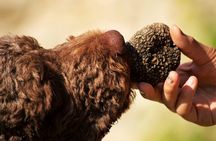 Truffle Hunting and Lunch Wine Tasting Experience at Cortecorbo 