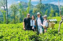 Nuwara eliya day tour from Kandy 