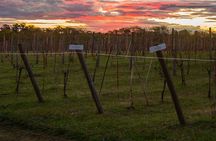 Vineyard Tour with Wine Tasting and Lunch in Buenos Aires