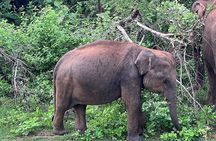 Discover the Wild Magic of Udawalawe National Park