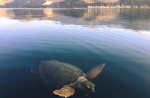 Kefalonia Nature & Beach Tour – Turtles, Caves & Hidden Gems
