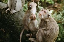 Private Day Trip Bali Rafting, Monkey Forest and Waterfall
