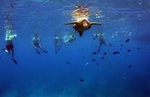 3 Ziplines & Dolphin Watching Snorkel Adventure