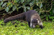 Curi-court Bird-Watching tour