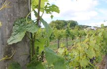 Marlborough Wine Tasting Tour.