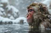 Nagano’s Snow Monkeys and Sake Tasting Day Tour