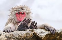 Nagano’s Snow Monkeys and Sake Tasting Day Tour