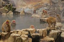 Nagano’s Snow Monkeys and Sake Tasting Day Tour