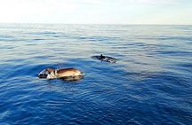 Full Day Cruise in Taormina with Snorkeling & Aperitif