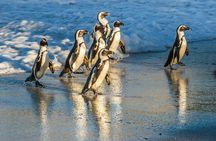 Half Day Penguins and Cape of Good Hope Group Tour