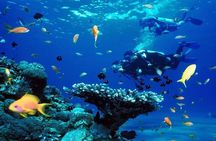 Diving Adventure at Ras Mohamed & White Island - Sharm El Sheikh
