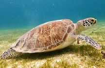 Private Half Day Eco Tour and Snorkeling Charter in the USVI