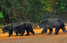 Yala National Park Safari - Half day and Full day 