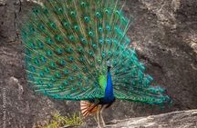 Yala National Park Safari - Half day and Full day 