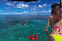Catamaran Reef Snorkel & Turtle Adventure