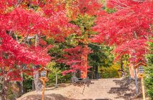 From Tokyo: Mount Fuji Sightseeing One Day Trip
