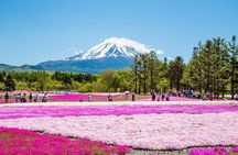 Mount Fuji & Fuji Shibazakura Festival One Day Trip From Tokyo