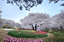 Seoul Cherry Blossom and Hanok Experience Private Car Tour 