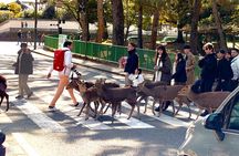 Nara: UNESCO World Heritage Sites Slow Cycling Tour