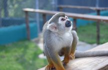 Fun Excursion to the Monkey Home and Waterfall Damajagua