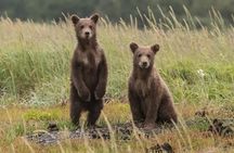 Hiking Bear Watching Tour in High Tatras from Podbanske Slovakia