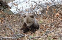Hiking Bear Watching Tour in High Tatras from Podbanske Slovakia