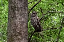 Guided Congaree National Park Kayak Tour