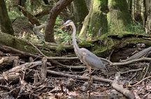 Guided Congaree National Park Kayak Tour