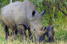  Nairobi National Park Half Day Tour