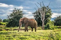3 Days and 2 Nights Private Safari to Amboseli National Park