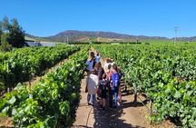 Valparaiso Wine Tour to Casablanca