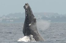 Whale Watching with Drinks on Coral Princess in Bermuda