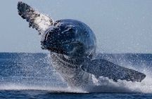 Whale Watching with Drinks on Coral Princess in Bermuda