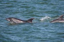 Private Sunset & Dolphin Sightseeing Sail on Lazy Daze Catamaran