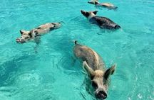 Exuma Island and Cays Tour