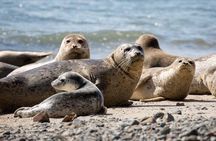 Vancouver Wildlife Seals Scenic Nature Boat Tour