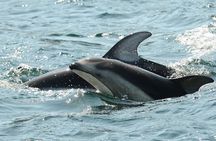 Vancouver Wildlife Seals Scenic Nature Boat Tour