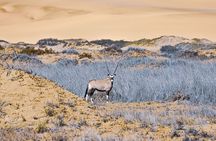 Sandwich Harbour 4x4 Adventure: Where Namib Desert Meets Atlantic