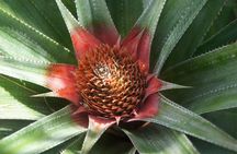 4x4 Tour - Craft and Agritourism Culture in Raiatea