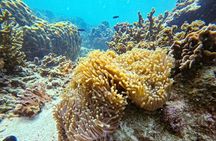 VIP Samui to Nangyuan and TAO adventures Island Tour