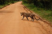 Ella to Yala Safari Tour & Drop-Off (Tangalle / Mirissa / Galle)