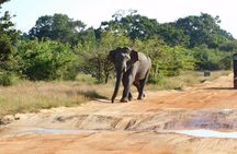 Ella to Yala Safari Tour & Drop-Off (Tangalle / Mirissa / Galle)
