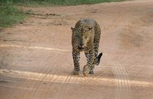 Ella to Yala Safari Tour & Drop-Off (Tangalle / Mirissa / Galle)