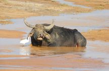 Yala National Park High-Luxury PRIVATE Tours with Entry Tickets