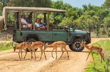 Mikumi Luxury Day Safari with Photographer