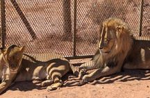Full-Day Big 5 Safari at Aquila Game Reserve with Lunch