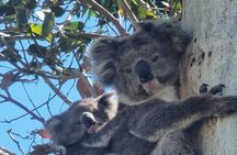 Premium Great Ocean Road Reverse Tour from Melbourne | Pickup