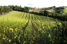 Tuscan Wine & Bruschetta Tasting for Families in San Gimignano